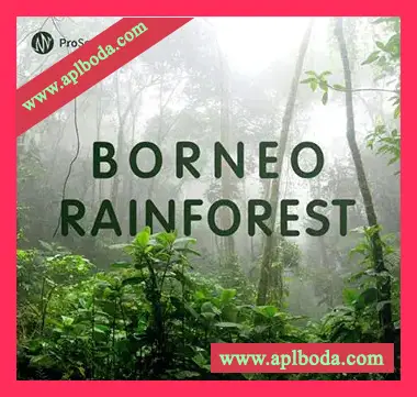 [婆罗洲雨林音效采样]Pro Sound Effects Borneo Rainforest [WAV]（3.36Gb）