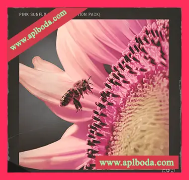 [嘻哈RnB采样]Pelham and Junior Pink Sunflower Vol.1 (Compositions and Stems) [WAV]（864Mb）