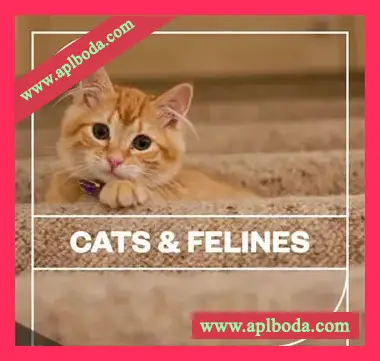 [猫科动物音效FX采样]Blastwave FX Cats and Felines [WAV]（27Mb）