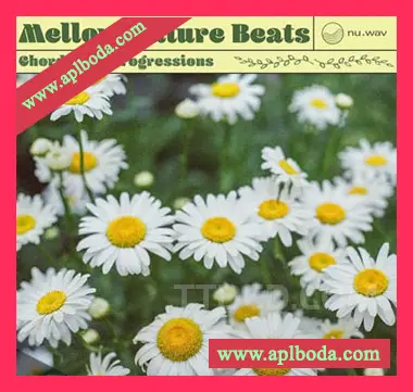 [奇幻贝斯和弦采样]nu.wav Mellow Future Beats Chords and Progressions [WAV]（264Mb）