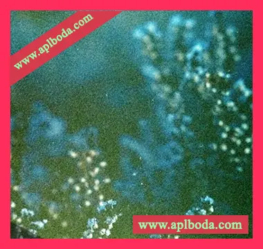 [氛围驰放采样]shameless. Distorted Ambience Sample Pack Vol.4（140Mb）