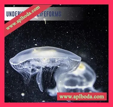 [水生环境FX音效采样]SFXtools Underwater Lifeforms [WAV]（713Mb）
