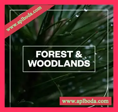 [森林丛林草地田野音效FX采样]Blastwave FX Forest and Woodlands [WAV]（2.64Gb）