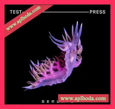 [Serum预置鼓打贝斯]Test Press Serum 2 DnB Essentials（209Mb）