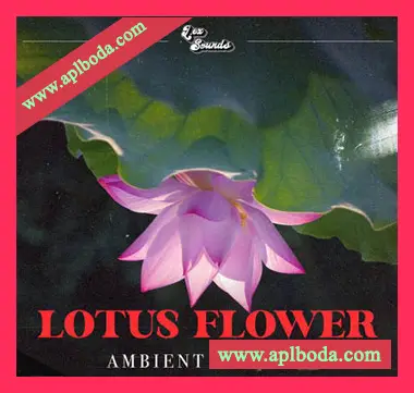 [氛围嘻哈采样]LEX Sounds Lotus Flower Ambient Hip Hop [WAV]（513Mb）