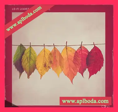 [低保真灵魂RnB采样]Pelham And Junior LoFi Leaves (Sample Pack) [WAV]（338Mb）