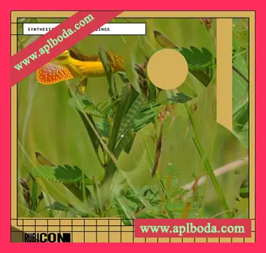[氛围电子采样]Rubicon Synthesized Field Recordings [WAV]（239Mb）