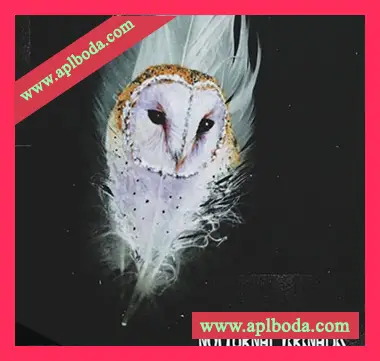 [流行嘻哈采样]NightOWL Nocturnal Serenades (Compositions and Stems) [WAV]（883Mb）