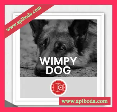 [狗哀鸣声FX音效采样]Big Room Sound Wimpy Dog [WAV]（107Mb）